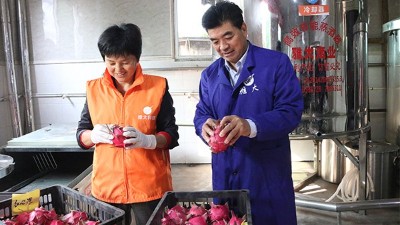雅大1000斤火龍果酒發(fā)酵中，特邀您體驗(yàn)后期果酒壓榨、滅菌全過(guò)程！
