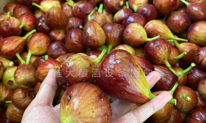 9.16挑選出來的長相難看的無花果、小果