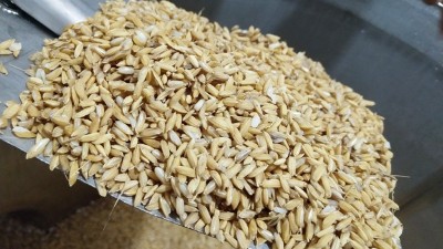 用烤酒設(shè)備做固態(tài)酒，做好這7點(diǎn)出酒率瞬間提高20%！