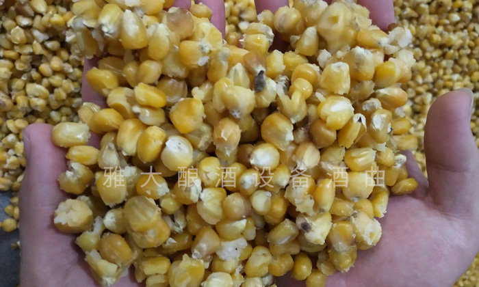 9.12玉米釀酒技術(shù)-蒸至開(kāi)花率95%以上