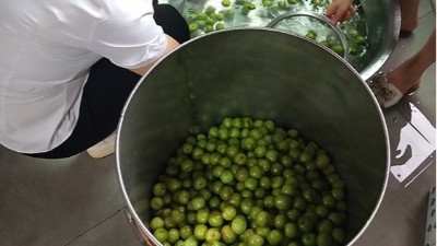 李子熟了，又一個朋友來雅大不銹鋼釀酒設(shè)備學(xué)做李子酒