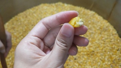 很多人用烤酒設(shè)備做固態(tài)酒時(shí)用這種水泡糧，怪不得不出酒！