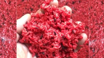 用小型蒸酒設(shè)備釀造純手工紅曲酒，紅火迎新年！