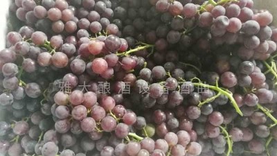 民間葡萄酒釀造潮再度興起，趕緊惡補下葡萄釀酒知識